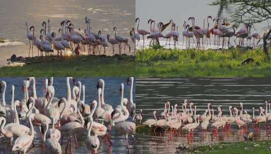 湖畔火烈鸟群日落景象高清在线视频素材下载