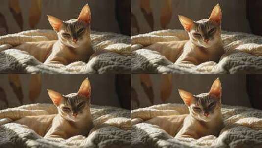 慵懒猫咪享受阳光沐浴的惬意时光高清在线视频素材下载