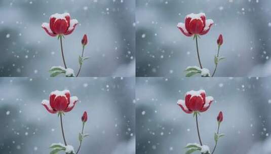 雪中绽放的红色郁金香高清在线视频素材下载