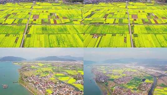 【合集】杭州富春江江畔麦田春天风景高清在线视频素材下载