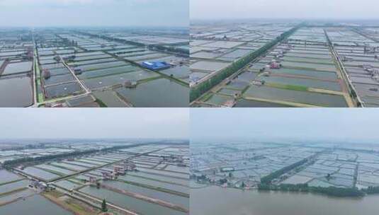 淡水鱼水产养殖基地航拍高清在线视频素材下载