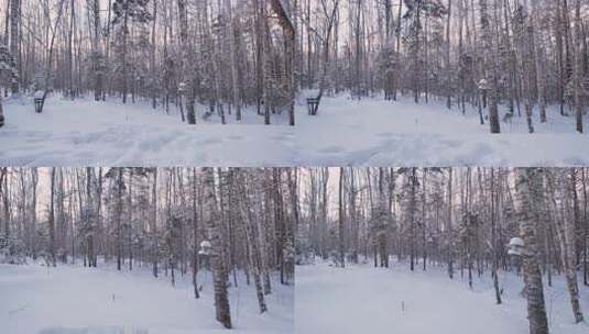 伊春5A景点汤旺河林海奇石景区冬天雪松高清在线视频素材下载