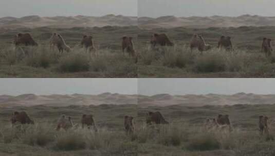 一群骆驼在吃草高清在线视频素材下载