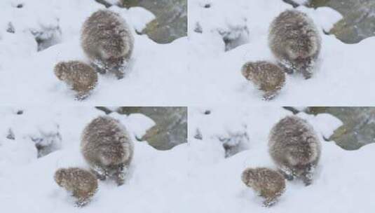 猕猴在下着雪的公园高清在线视频素材下载