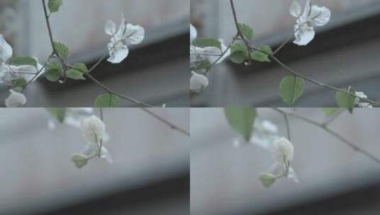 慢镜头摇曳的小白花视频脉络清晰的百花绿叶高清在线视频素材下载