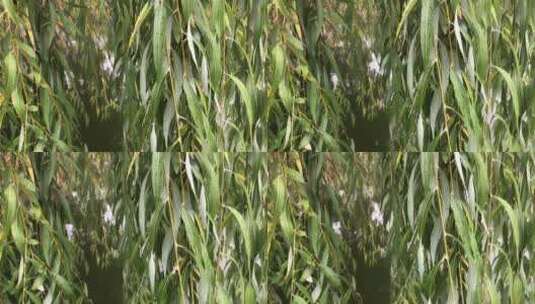 春季翠绿的杨柳高清在线视频素材下载