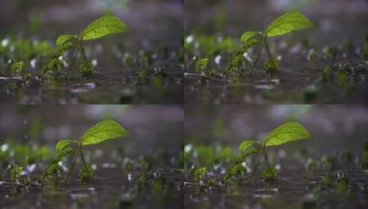 暴雨中小植物的特写镜头高清在线视频素材下载