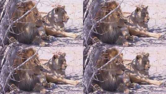 两只狮子坐在非洲大草原上狩猎高清在线视频素材下载