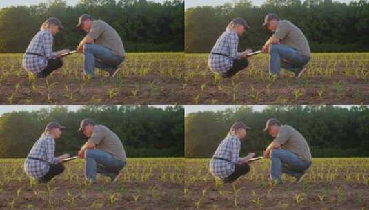 农民用平板记录禾苗的情况高清在线视频素材下载
