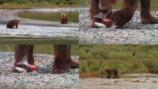 两头棕熊在河边觅食高清在线视频素材下载