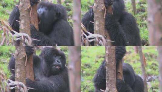 大猩猩吃了桉树的汁液高清在线视频素材下载