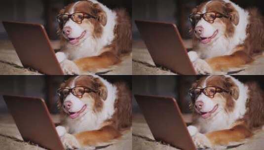 小狗看电脑高清在线视频素材下载
