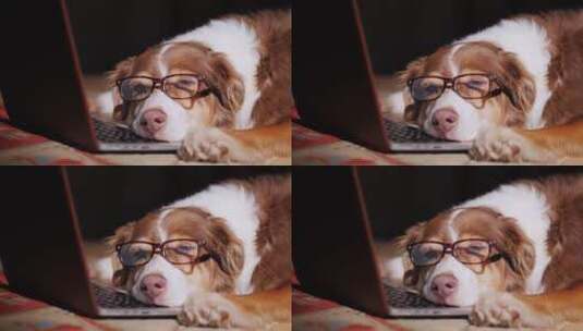 戴眼镜的狗在电脑前睡觉高清在线视频素材下载