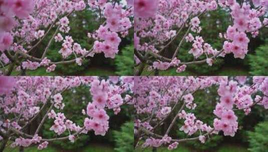 春天粉红色的樱花高清在线视频素材下载