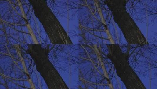 冬季夜晚天空树枝恐怖凄凉枯枝树木高清在线视频素材下载
