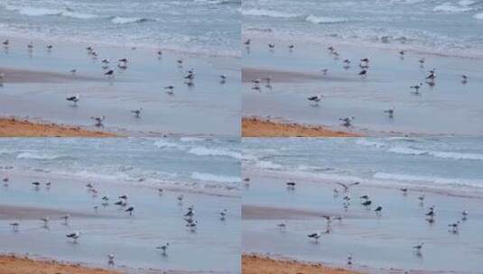 旅游海滨城市沙滩上成群的海鸥高清在线视频素材下载