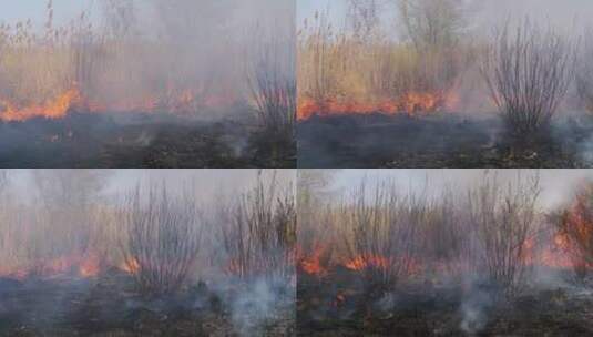 大火吞噬了森林中的干草高清在线视频素材下载