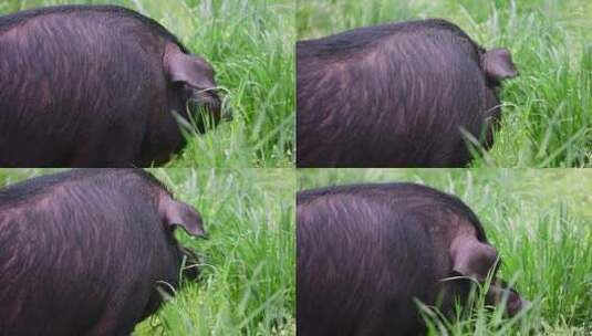 贵州赫章可乐黑猪在草在户外进食休息高清在线视频素材下载