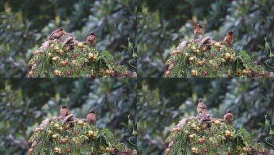 一只小鸟站在树枝上高清在线视频素材下载
