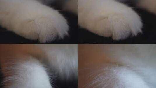 【镜头合集】微距布偶猫毛特写高清在线视频素材下载