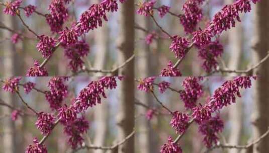 【镜头合集】紫色鲜花花蕾盛开的花骨朵高清在线视频素材下载