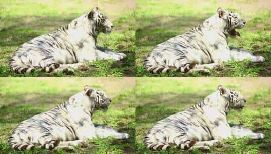 躺在草地上的白老虎打哈欠_高清在线视频素材下载