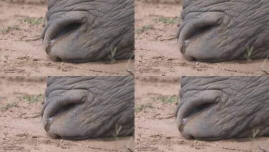 从呼吸的犀牛鼻子里近距离观察高清在线视频素材下载
