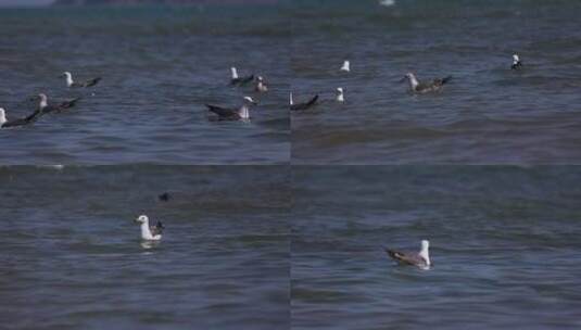 漂亮的海鸥游走在海面上高清在线视频素材下载