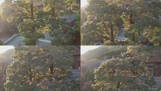 威海里口山广福寺门前的两棵楸树开花高清在线视频素材下载