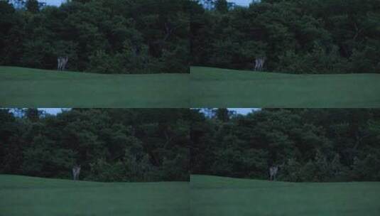 一只孤零零的小鹿走走夜幕下的林边草地高清在线视频素材下载