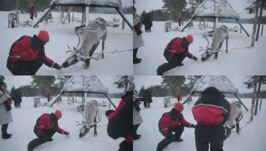 芬兰雪地里的驯鹿场高清在线视频素材下载