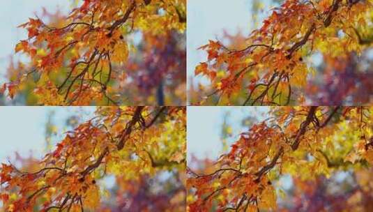 秋季红叶高清在线视频素材下载