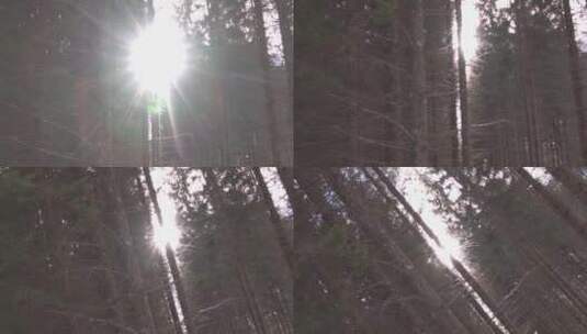 森林里的冬日阳光高清在线视频素材下载
