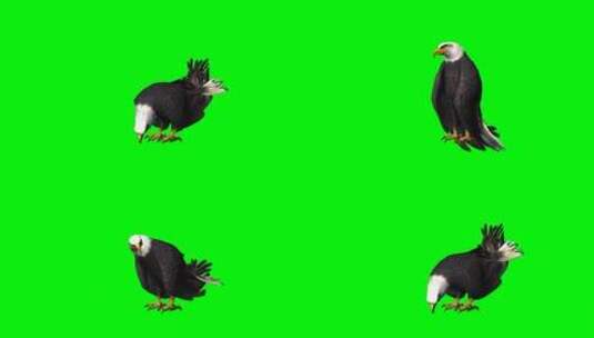 绿幕-动物-老鹰啄食高清在线视频素材下载