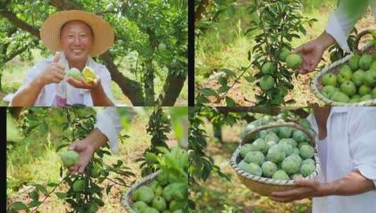 奈李采摘素材高清在线视频素材下载