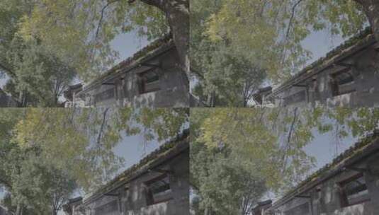 北京秋天景色 唯美秋天高清在线视频素材下载