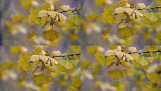 4K升格实拍北京的秋天金黄的银杏树林特写高清在线视频素材下载