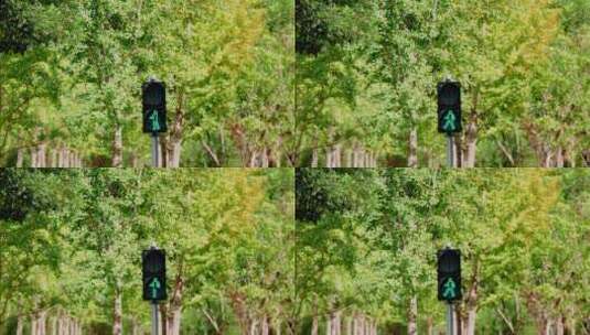 8k实拍人行横道信号灯红绿灯高清在线视频素材下载