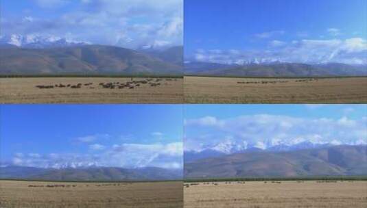 新疆伊犁牧场 白云 大山 牛群奔跑 放牧高清在线视频素材下载
