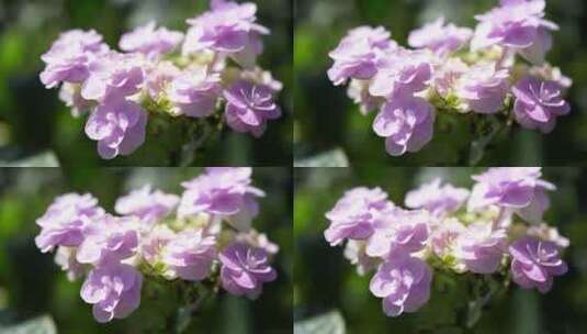 绣球花鲜花花朵微距特写高清在线视频素材下载