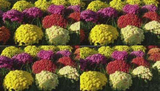 五颜六色的菊花球高清在线视频素材下载