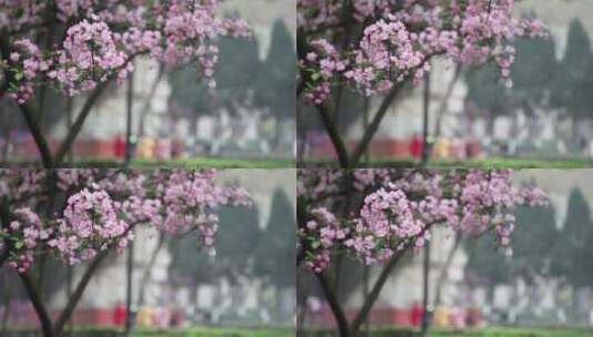 垂丝海棠、海棠、春、花 (5)高清在线视频素材下载