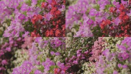 不同类型和颜色的花卉高清在线视频素材下载