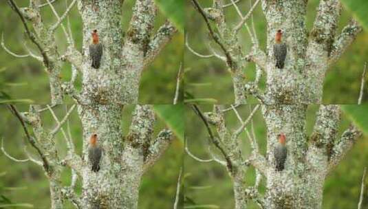 逐木鸟在树枝上啄木高清在线视频素材下载