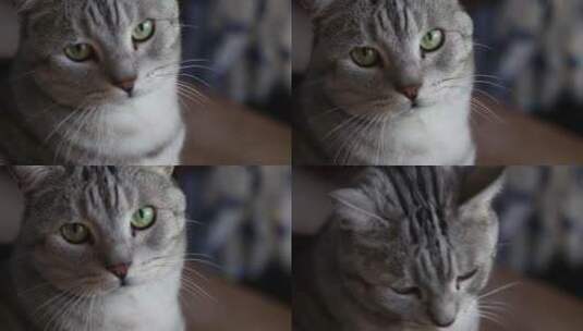 可爱的宠物猫高清在线视频素材下载