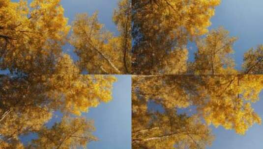 秋天的树叶高清在线视频素材下载