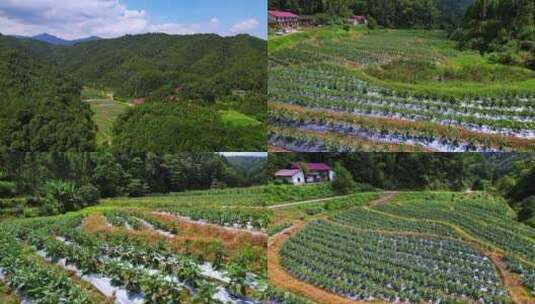 贫困山区农业蔬菜种植基地乡村振兴高清在线视频素材下载