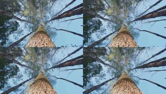 仰拍蓝天下的树林高清在线视频素材下载