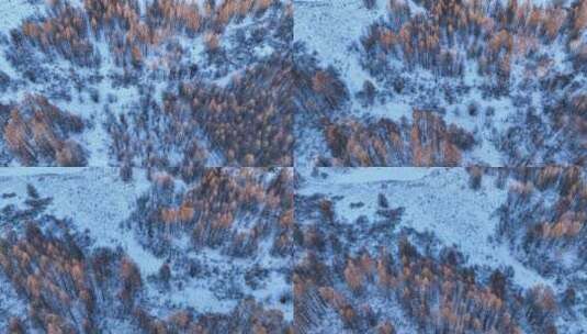 航拍雪原松林红树梢高清在线视频素材下载