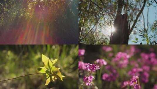 春景逆光拍摄高清在线视频素材下载